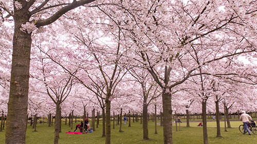 Kerse-bloesemtuin Amsterdamse Bos