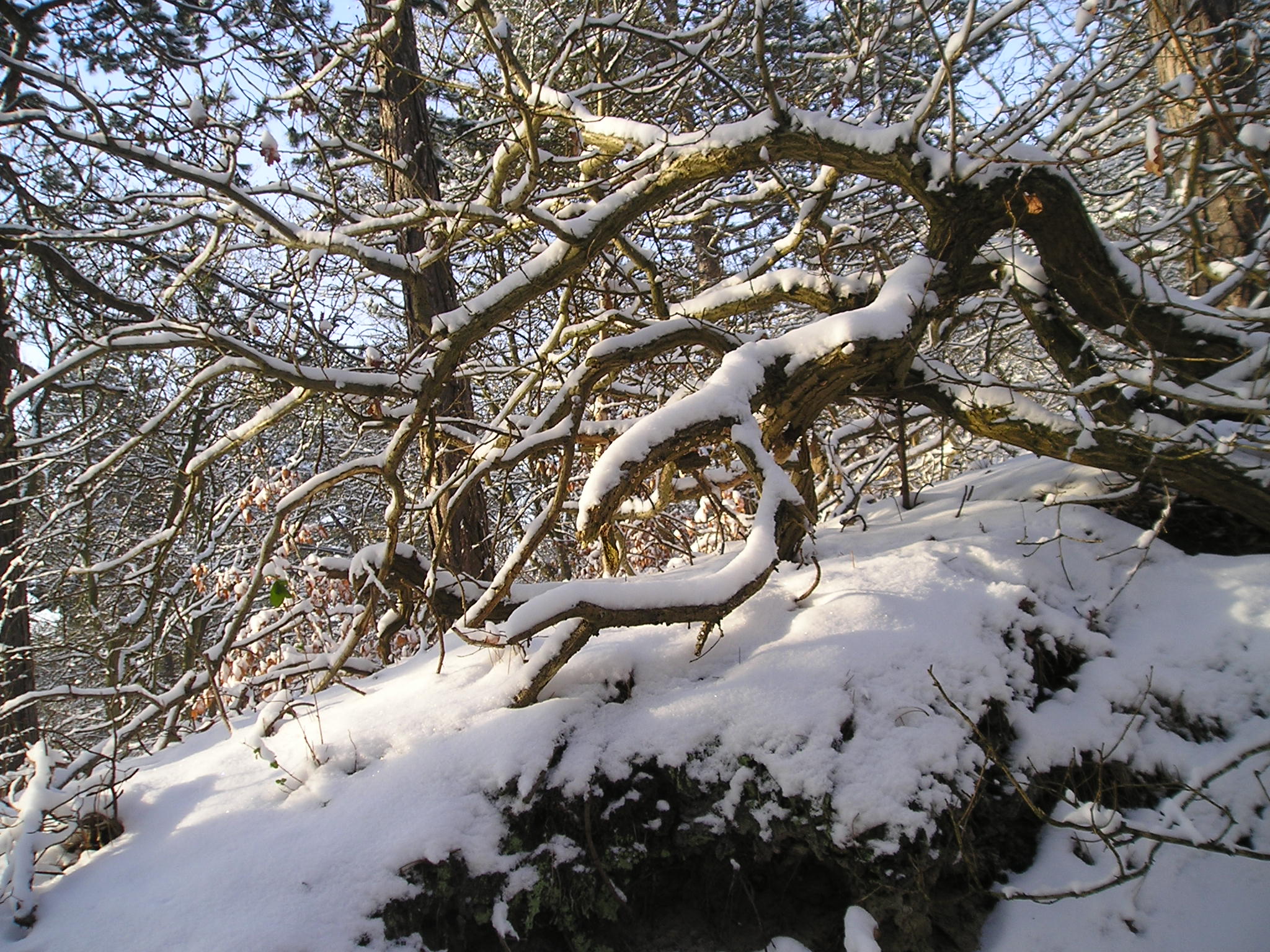 sneeuwfoto1ste 2017